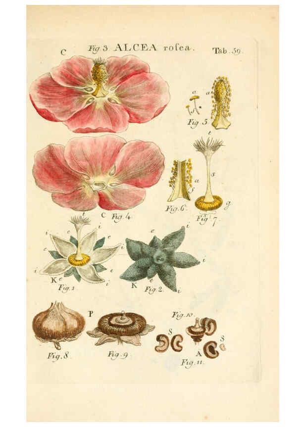 Reproducción/Reproduction 6059665076: Illustratio systematis sexualis Linnaeani Francofurti ad Moenum,Varrentrapp et Wenner,1789