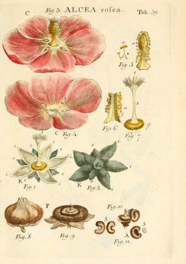 Reproducción/Reproduction 6059665076: Illustratio systematis sexualis Linnaeani Francofurti ad Moenum,Varrentrapp et Wenner,1789