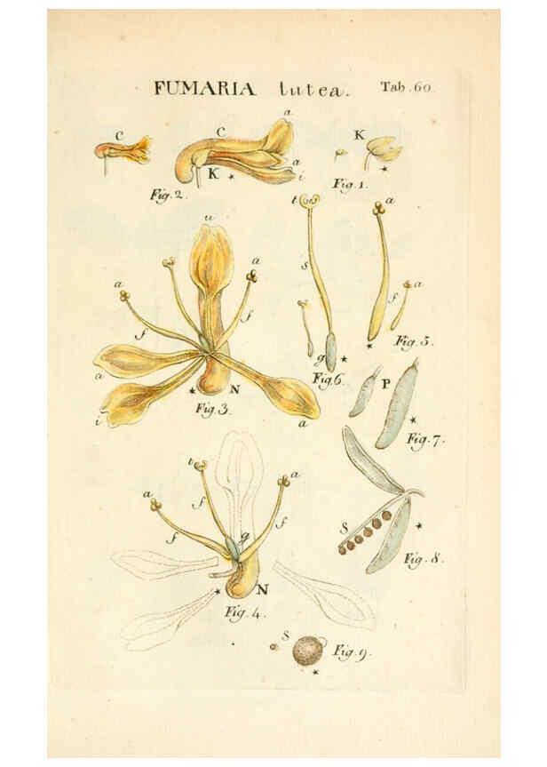 Reproducción/Reproduction 6059117779: Illustratio systematis sexualis Linnaeani Francofurti ad Moenum,Varrentrapp et Wenner,1789