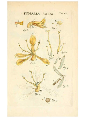 Reproducción/Reproduction 6059117779: Illustratio systematis sexualis Linnaeani Francofurti ad Moenum,Varrentrapp et Wenner,1789