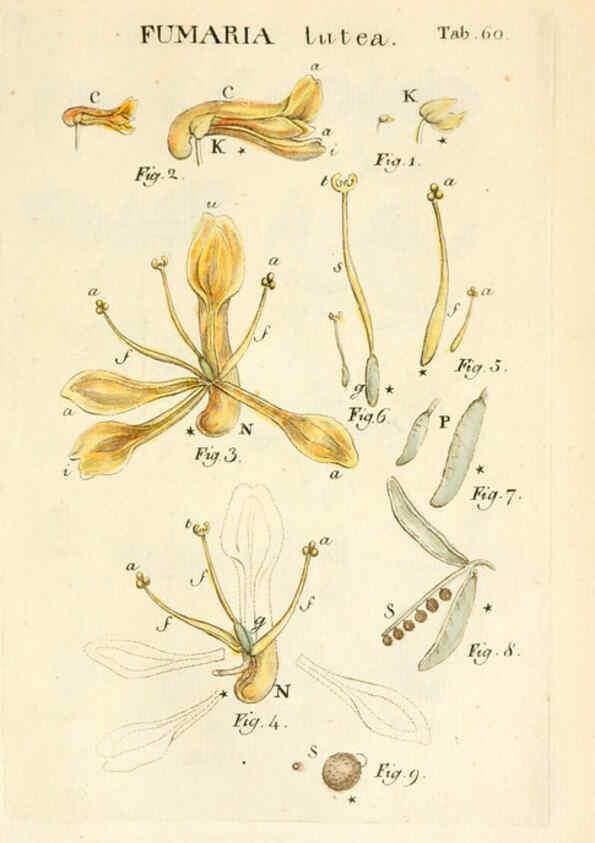 Reproducción/Reproduction 6059117779: Illustratio systematis sexualis Linnaeani Francofurti ad Moenum,Varrentrapp et Wenner,1789
