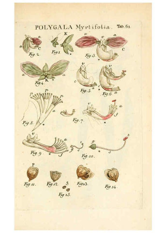 Reproducción/Reproduction 6059118017: Illustratio systematis sexualis Linnaeani Francofurti ad Moenum,Varrentrapp et Wenner,1789