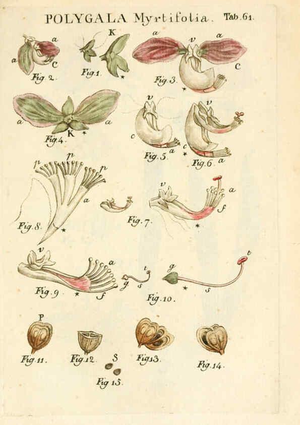 Reproducción/Reproduction 6059118017: Illustratio systematis sexualis Linnaeani Francofurti ad Moenum,Varrentrapp et Wenner,1789