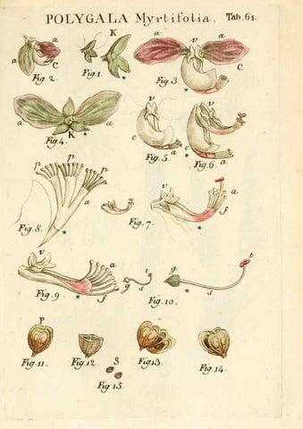 Reproducción/Reproduction 6059118017: Illustratio systematis sexualis Linnaeani Francofurti ad Moenum,Varrentrapp et Wenner,1789