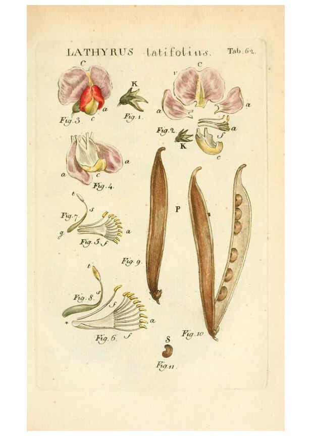 Reproducción/Reproduction 6059665712: Illustratio systematis sexualis Linnaeani Francofurti ad Moenum,Varrentrapp et Wenner,1789