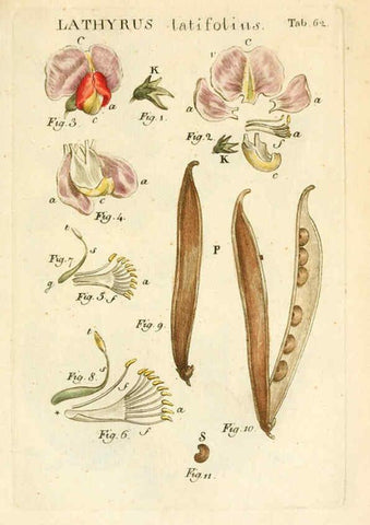Reproducción/Reproduction 6059665712: Illustratio systematis sexualis Linnaeani Francofurti ad Moenum,Varrentrapp et Wenner,1789