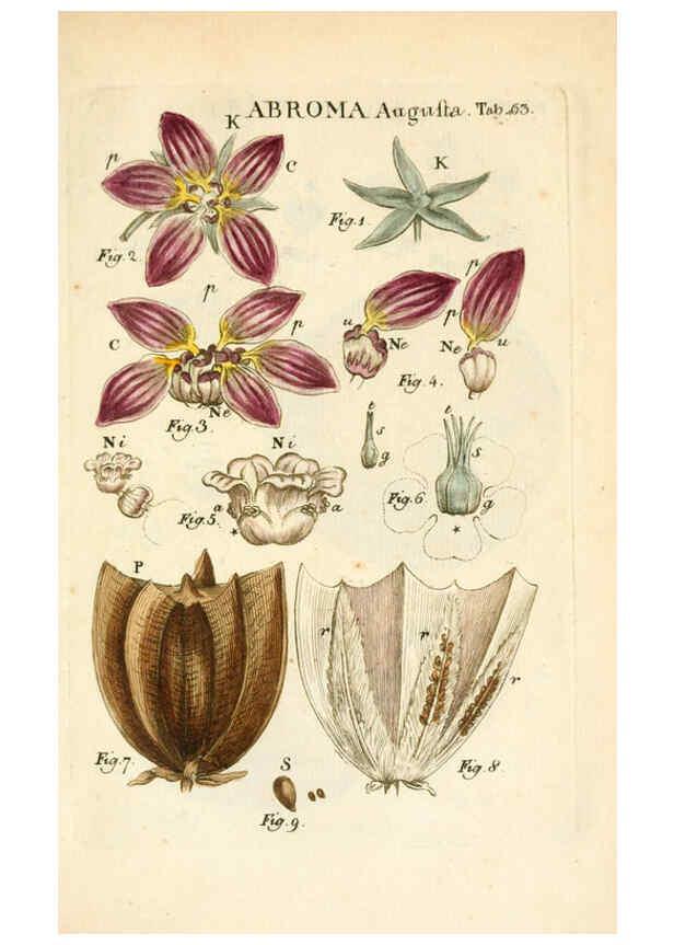 Reproducción/Reproduction 6059666016: Illustratio systematis sexualis Linnaeani Francofurti ad Moenum,Varrentrapp et Wenner,1789