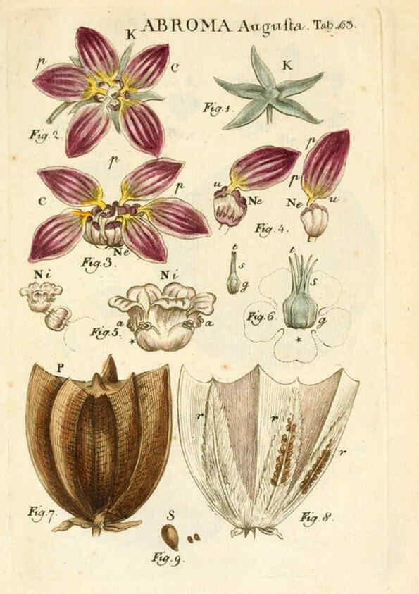 Reproducción/Reproduction 6059666016: Illustratio systematis sexualis Linnaeani Francofurti ad Moenum,Varrentrapp et Wenner,1789