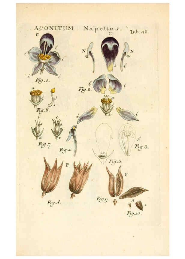 Reproducción/Reproduction 6059662660: Illustratio systematis sexualis Linnaeani Francofurti ad Moenum,Varrentrapp et Wenner,1789