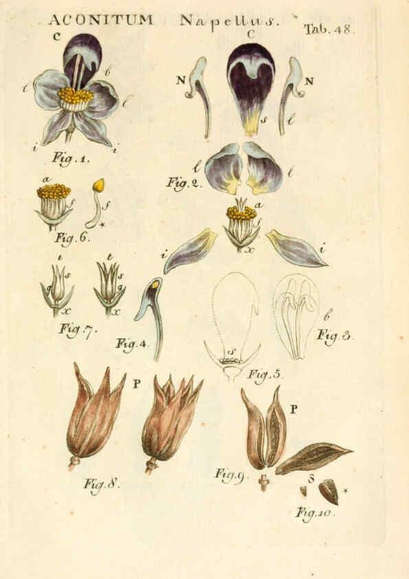 Reproducción/Reproduction 6059662660: Illustratio systematis sexualis Linnaeani Francofurti ad Moenum,Varrentrapp et Wenner,1789