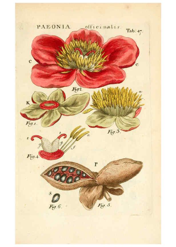 Reproducción/Reproduction 6059662472: Illustratio systematis sexualis Linnaeani Francofurti ad Moenum,Varrentrapp et Wenner,1789