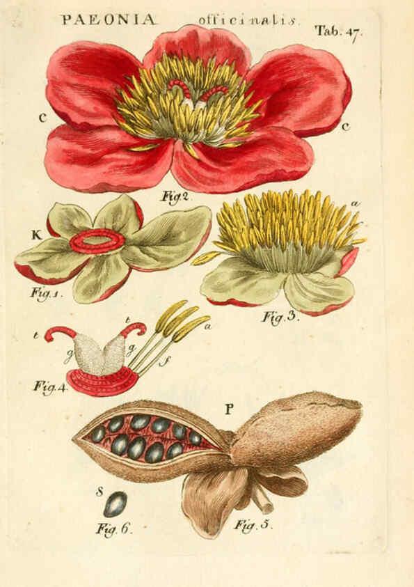 Reproducción/Reproduction 6059662472: Illustratio systematis sexualis Linnaeani Francofurti ad Moenum,Varrentrapp et Wenner,1789