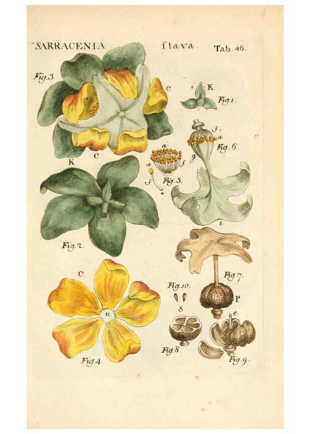 Reproducción/Reproduction 6059114821: Illustratio systematis sexualis Linnaeani Francofurti ad Moenum,Varrentrapp et Wenner,1789