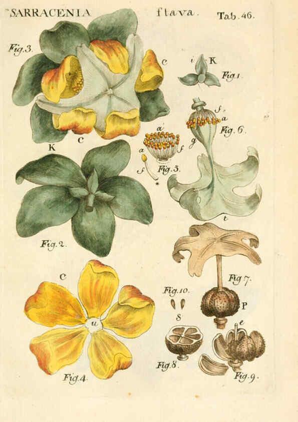 Reproducción/Reproduction 6059114821: Illustratio systematis sexualis Linnaeani Francofurti ad Moenum,Varrentrapp et Wenner,1789