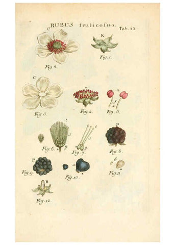 Reproducción/Reproduction 6059114519: Illustratio systematis sexualis Linnaeani Francofurti ad Moenum,Varrentrapp et Wenner,1789