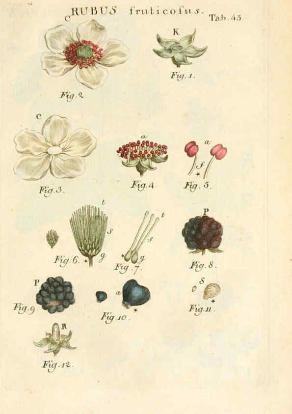 Reproducción/Reproduction 6059114519: Illustratio systematis sexualis Linnaeani Francofurti ad Moenum,Varrentrapp et Wenner,1789