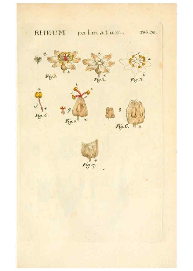 Reproducción/Reproduction 6059110965: Illustratio systematis sexualis Linnaeani Francofurti ad Moenum,Varrentrapp et Wenner,1789
