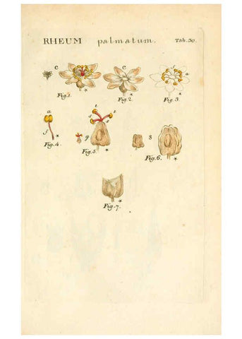 Reproducción/Reproduction 6059110965: Illustratio systematis sexualis Linnaeani Francofurti ad Moenum,Varrentrapp et Wenner,1789