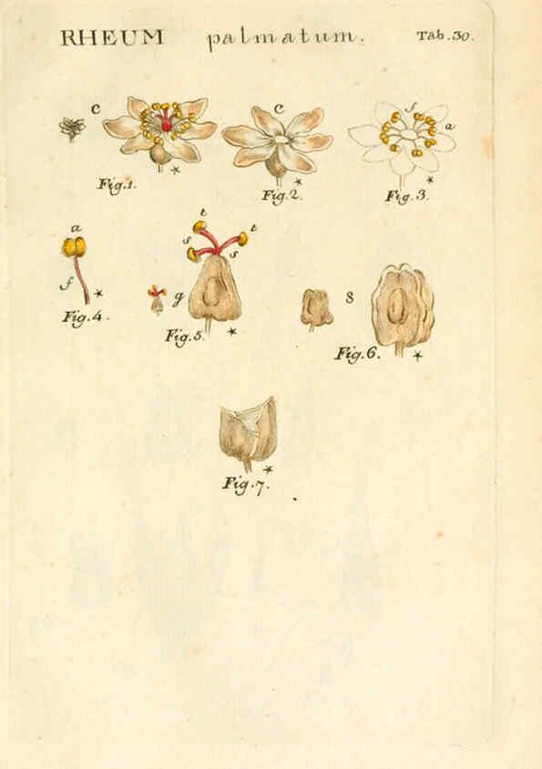 Reproducción/Reproduction 6059110965: Illustratio systematis sexualis Linnaeani Francofurti ad Moenum,Varrentrapp et Wenner,1789