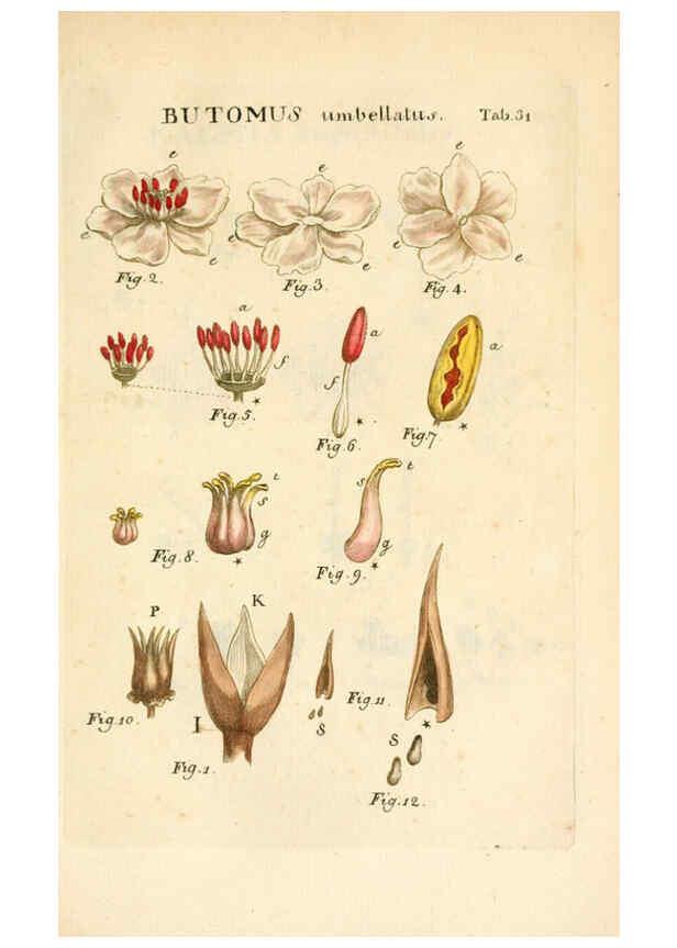 Reproducción/Reproduction 6059658562: Illustratio systematis sexualis Linnaeani Francofurti ad Moenum,Varrentrapp et Wenner,1789