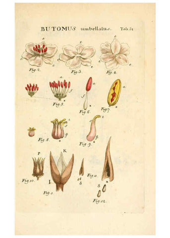 Reproducción/Reproduction 6059658562: Illustratio systematis sexualis Linnaeani Francofurti ad Moenum,Varrentrapp et Wenner,1789