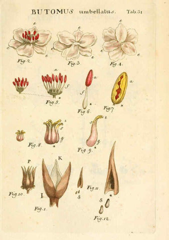 Reproducción/Reproduction 6059658562: Illustratio systematis sexualis Linnaeani Francofurti ad Moenum,Varrentrapp et Wenner,1789