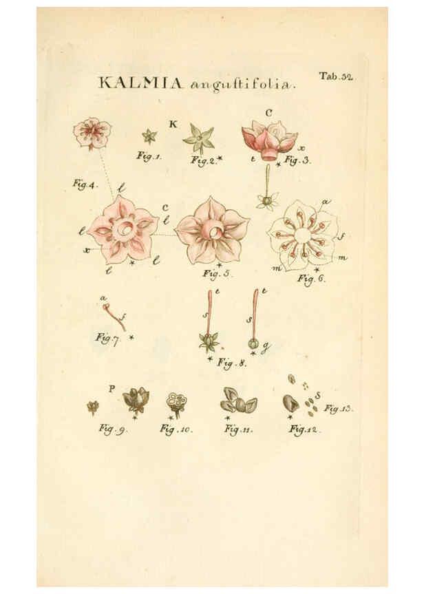 Reproducción/Reproduction 6059658736: Illustratio systematis sexualis Linnaeani Francofurti ad Moenum,Varrentrapp et Wenner,1789