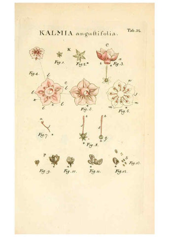 Reproducción/Reproduction 6059658736: Illustratio systematis sexualis Linnaeani Francofurti ad Moenum,Varrentrapp et Wenner,1789