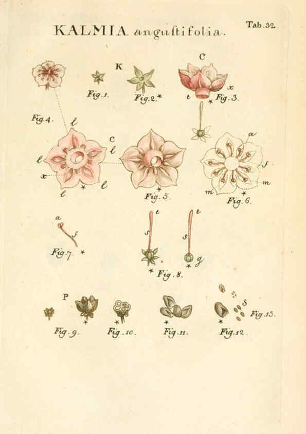 Reproducción/Reproduction 6059658736: Illustratio systematis sexualis Linnaeani Francofurti ad Moenum,Varrentrapp et Wenner,1789