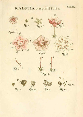 Reproducción/Reproduction 6059658736: Illustratio systematis sexualis Linnaeani Francofurti ad Moenum,Varrentrapp et Wenner,1789
