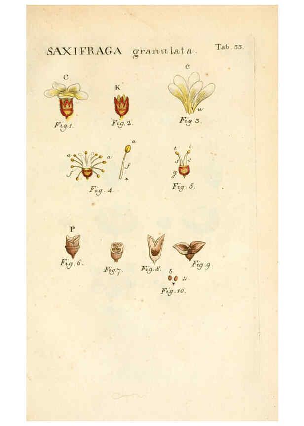 Reproducción/Reproduction 6059658934: Illustratio systematis sexualis Linnaeani Francofurti ad Moenum,Varrentrapp et Wenner,1789