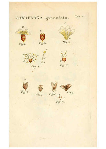 Reproducción/Reproduction 6059658934: Illustratio systematis sexualis Linnaeani Francofurti ad Moenum,Varrentrapp et Wenner,1789