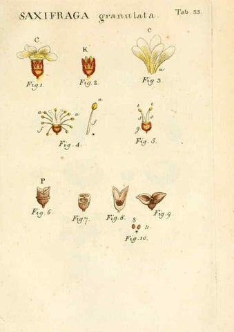 Reproducción/Reproduction 6059658934: Illustratio systematis sexualis Linnaeani Francofurti ad Moenum,Varrentrapp et Wenner,1789