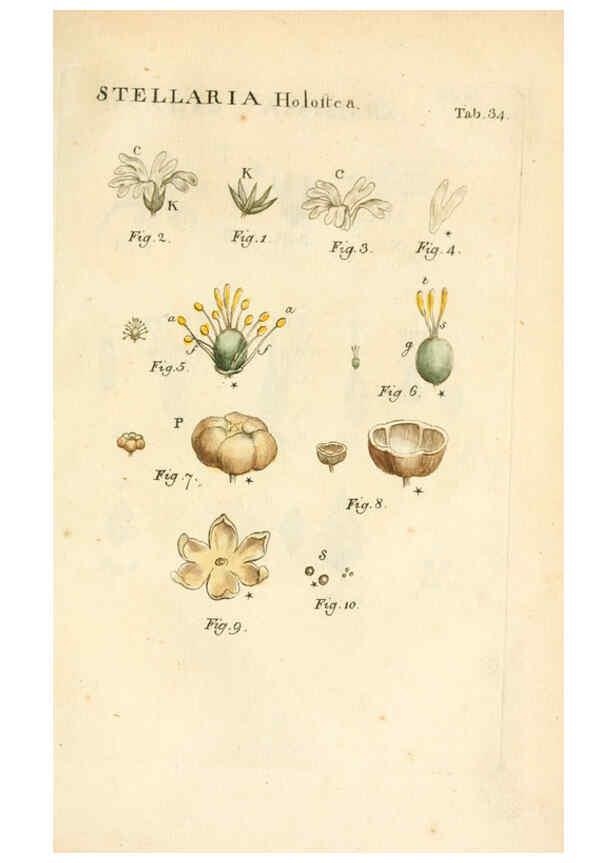 Reproducción/Reproduction 6059659118: Illustratio systematis sexualis Linnaeani Francofurti ad Moenum,Varrentrapp et Wenner,1789