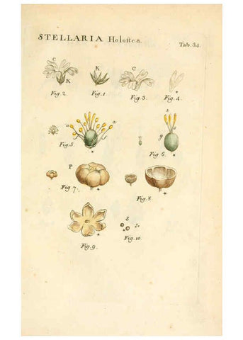 Reproducción/Reproduction 6059659118: Illustratio systematis sexualis Linnaeani Francofurti ad Moenum,Varrentrapp et Wenner,1789