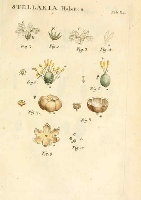 Reproducción/Reproduction 6059659118: Illustratio systematis sexualis Linnaeani Francofurti ad Moenum,Varrentrapp et Wenner,1789