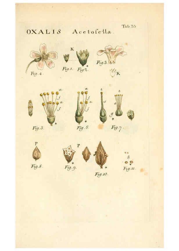 Reproducción/Reproduction 6059112001: Illustratio systematis sexualis Linnaeani Francofurti ad Moenum,Varrentrapp et Wenner,1789