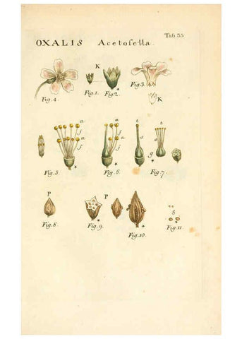Reproducción/Reproduction 6059112001: Illustratio systematis sexualis Linnaeani Francofurti ad Moenum,Varrentrapp et Wenner,1789