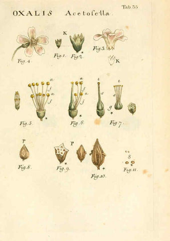 Reproducción/Reproduction 6059112001: Illustratio systematis sexualis Linnaeani Francofurti ad Moenum,Varrentrapp et Wenner,1789