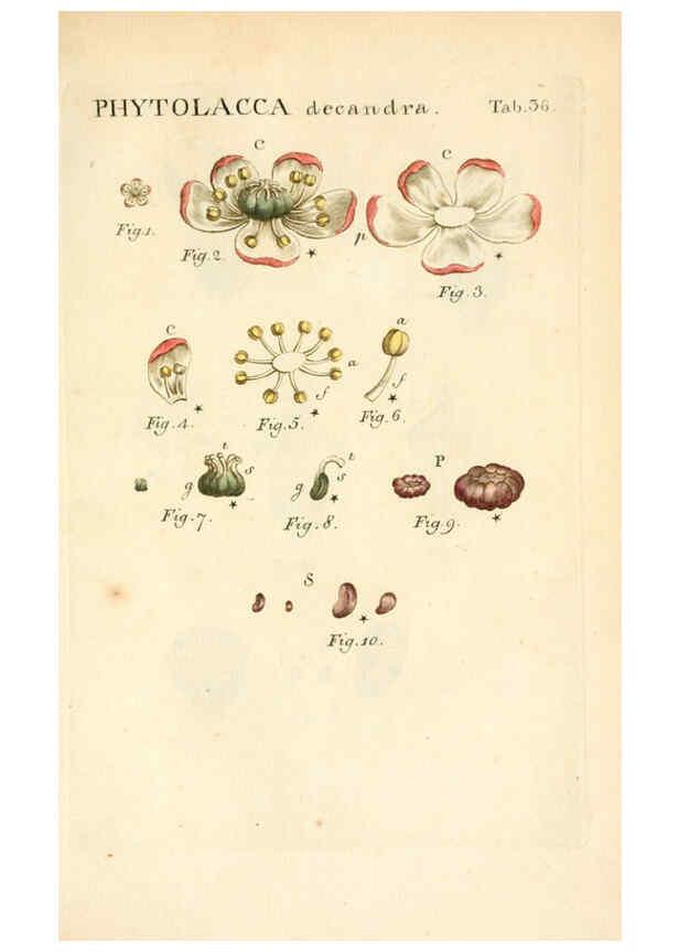 Reproducción/Reproduction 6059112197: Illustratio systematis sexualis Linnaeani Francofurti ad Moenum,Varrentrapp et Wenner,1789