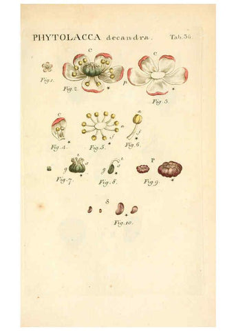 Reproducción/Reproduction 6059112197: Illustratio systematis sexualis Linnaeani Francofurti ad Moenum,Varrentrapp et Wenner,1789