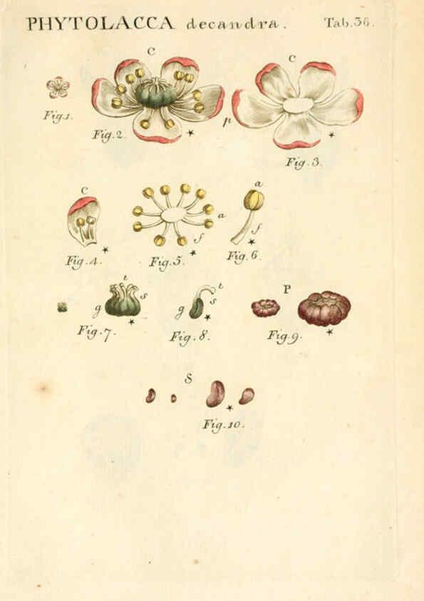 Reproducción/Reproduction 6059112197: Illustratio systematis sexualis Linnaeani Francofurti ad Moenum,Varrentrapp et Wenner,1789