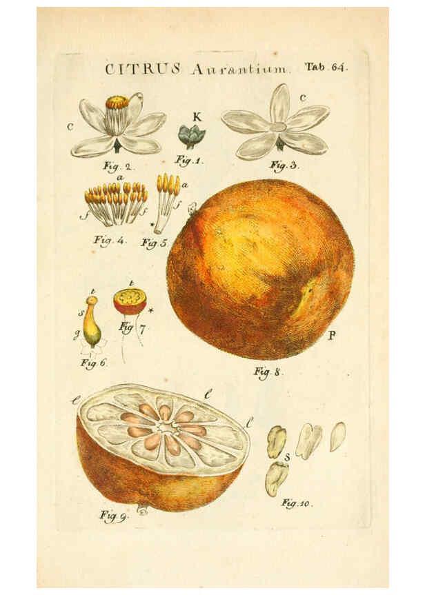 Reproducción/Reproduction 6059118777: Illustratio systematis sexualis Linnaeani Francofurti ad Moenum,Varrentrapp et Wenner,1789