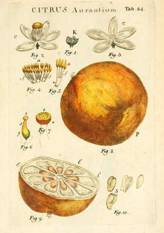 Reproducción/Reproduction 6059118777: Illustratio systematis sexualis Linnaeani Francofurti ad Moenum,Varrentrapp et Wenner,1789