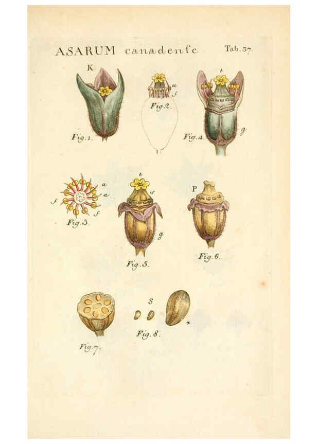 Reproducción/Reproduction 6059112465: Illustratio systematis sexualis Linnaeani Francofurti ad Moenum,Varrentrapp et Wenner,1789
