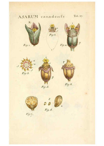 Reproducción/Reproduction 6059112465: Illustratio systematis sexualis Linnaeani Francofurti ad Moenum,Varrentrapp et Wenner,1789