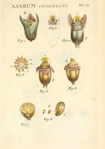 Reproducción/Reproduction 6059112465: Illustratio systematis sexualis Linnaeani Francofurti ad Moenum,Varrentrapp et Wenner,1789