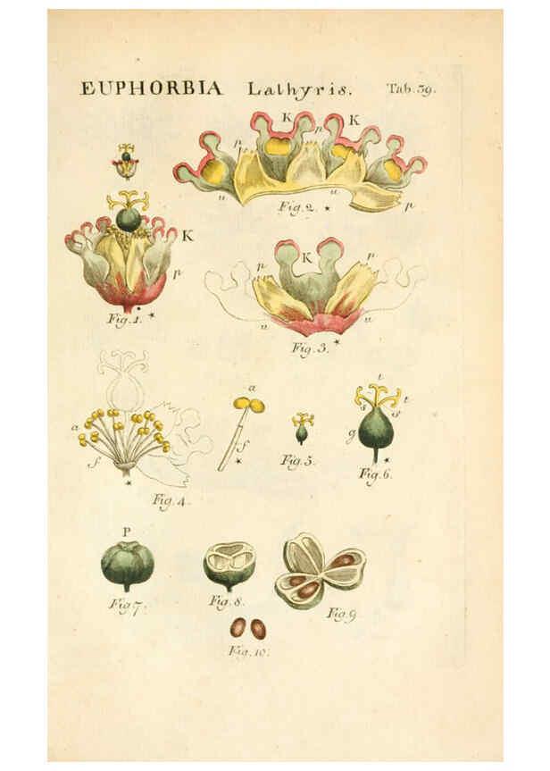 Reproducción/Reproduction 6059113111: Illustratio systematis sexualis Linnaeani Francofurti ad Moenum,Varrentrapp et Wenner,1789