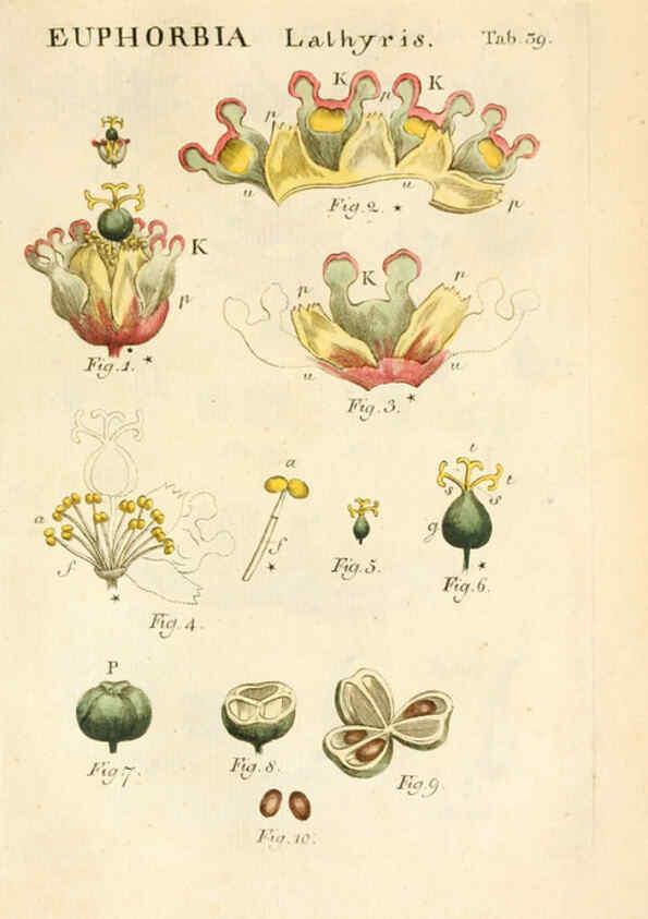 Reproducción/Reproduction 6059113111: Illustratio systematis sexualis Linnaeani Francofurti ad Moenum,Varrentrapp et Wenner,1789