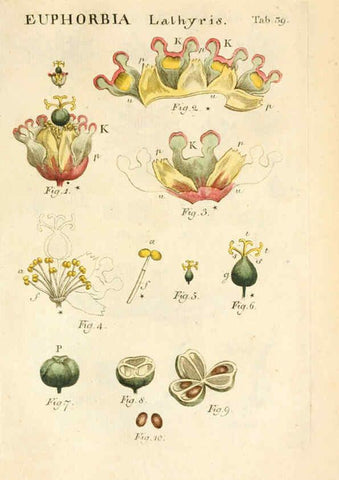 Reproducción/Reproduction 6059113111: Illustratio systematis sexualis Linnaeani Francofurti ad Moenum,Varrentrapp et Wenner,1789